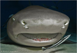 Smily
Lemon Shark (Negaprion brevirostris), Tiger Beach,... by Reinhard Arndt 